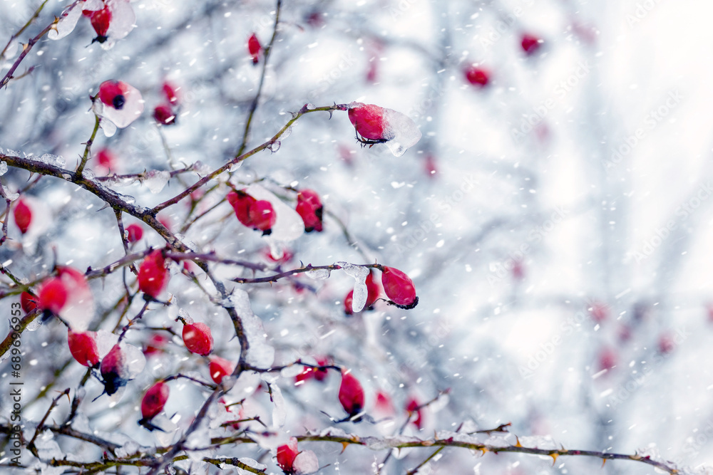 A rose bush with red berries during snowfall