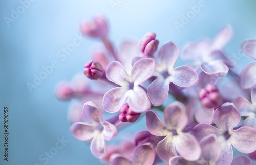 Blooming lilac flowers with selective focus on blurred blue background.
