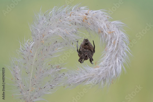 A spider of the species Araneus ventricosus is hunting for prey in a wild grass flower. photo