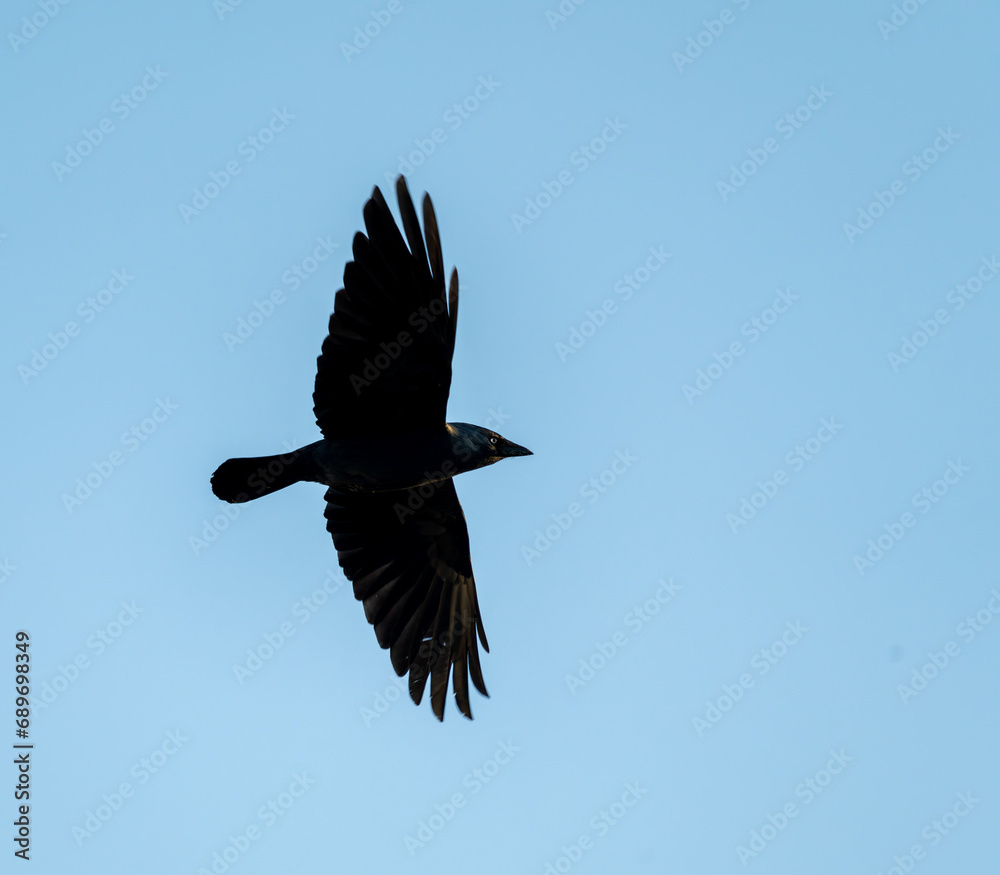 Obraz premium vol de choucas, oiseau noir aux yeux bleu