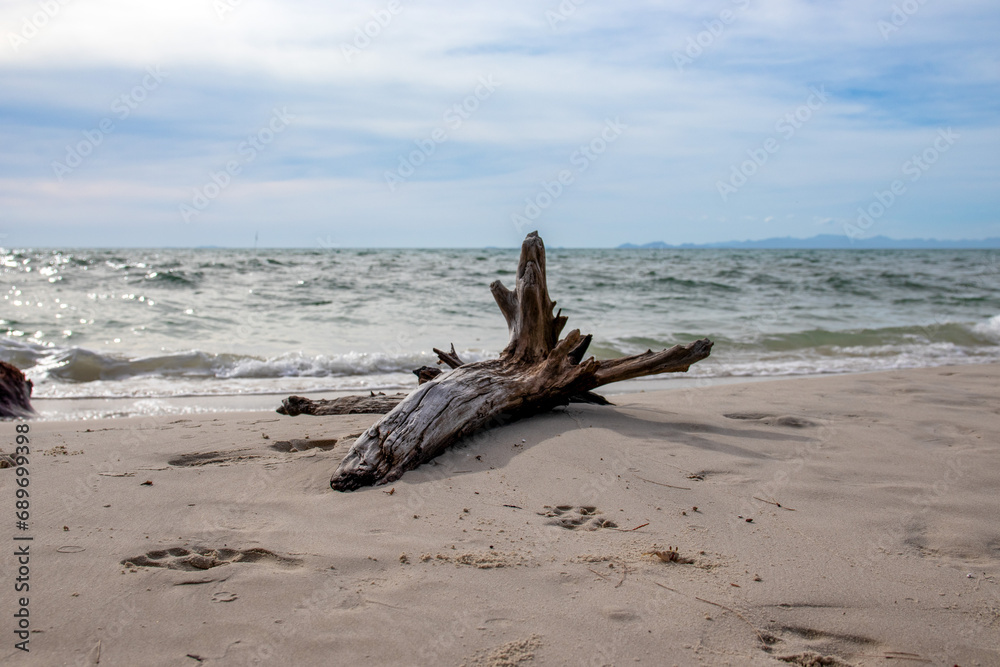 Tree stump on the sandy beach By the sea on a clear day In the sun and sea waves