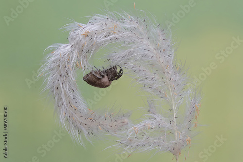 A spider of the species Araneus ventricosus is hunting for prey in a wild grass flower. photo