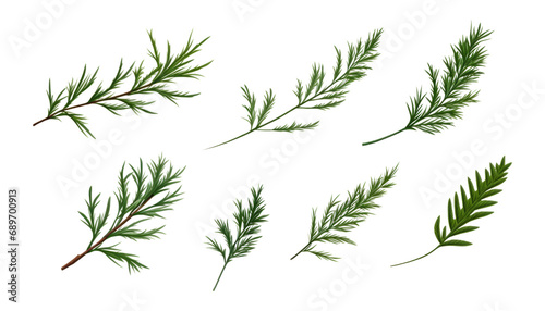 pine branches isolated on transparent background cutout