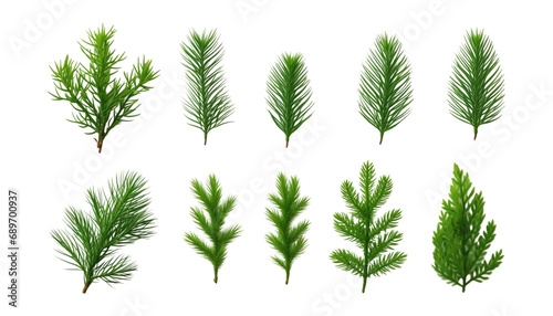 pine branches isolated on transparent background cutout