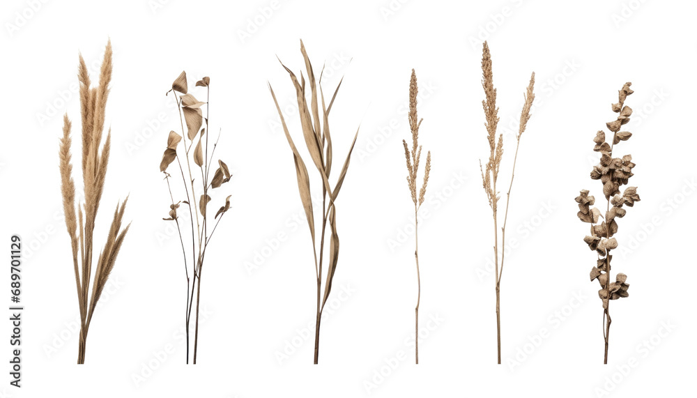 ears of dry wheat isolated on transparent background cutout ears of dry wheat isolated on transparent background cutout