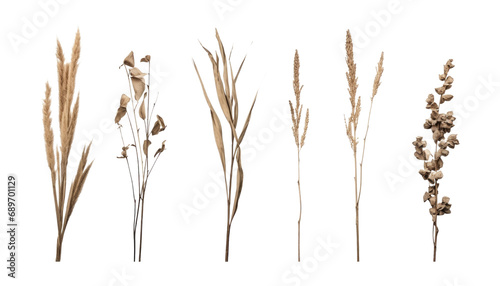 ears of dry wheat isolated on transparent background cutout