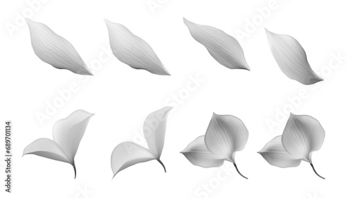 white rose petals isolated on transparent background cutout
