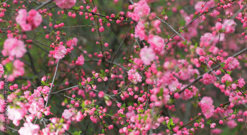 Delicate cherry blossoms in the springtime in the garden.