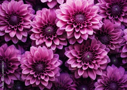 Purple chrysanthemum flowers bouquet on purple background. Beautiful flowers composition. Spring  Easter concept. Greeting card for woman or mothers day. Floral card or banner template