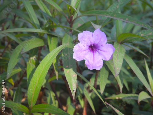 A purple hibiscus flowers with green leaves as background.