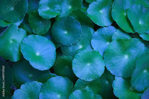 Close-up detail macro texture bright blue green leave tropical forest plant water pennywort in dark nature background.Curve leaf floral botanical abstract desktop wallpaper,website backdrop. © 52Ps.Studio