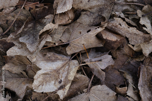close up of fallen leaves