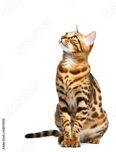 Bengal cat looking up on white background with copy space