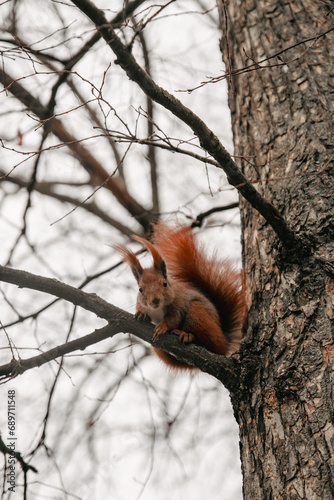 Red Squirrel in the tree
