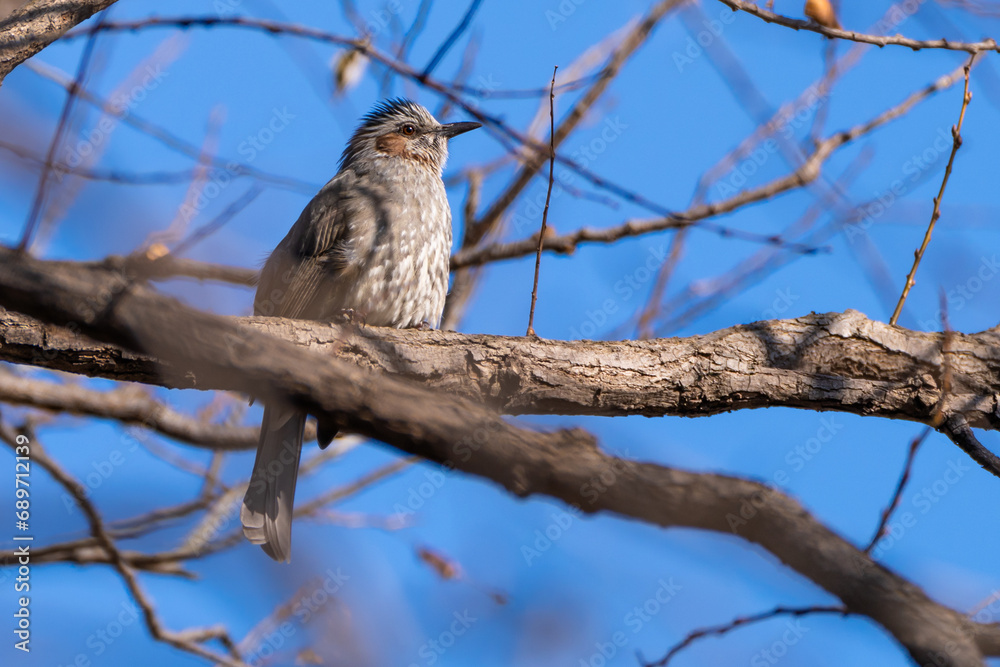 A brown-eared bulbul sits on a tree branch. A brown-eared bulbul sits on a tree branch.