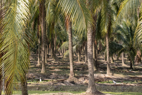 Coconut Farm in Thailand