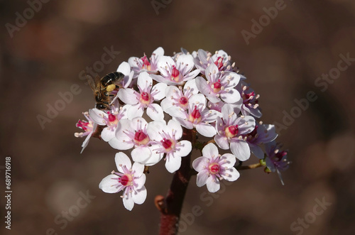 A honey bee on Indian rhubarb, darmera peltata, also known as an umbrella plant against a defocused brown background.  photo