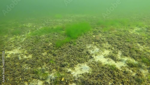 Sandy bottom covered with a layer of Marine Mussels (Mytilaster lineatus) and Green Algae (Cladophora sp.) Slow motion photo