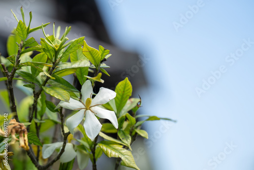 夏に咲くクチナシの白い花