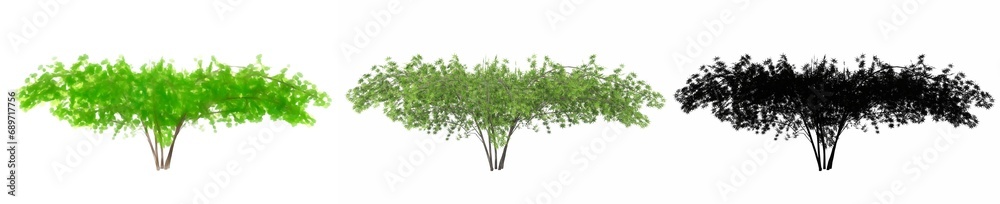 Obraz premium Set or collection of Japanese Maple trees, painted, natural and as a black silhouette on white background. Concept or conceptual 3d illustration for nature, ecology and conservation, strength, beauty