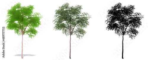 Set or collection of Grey Gum trees, painted, natural and as a black silhouette on white background. Concept or conceptual 3d illustration for nature, ecology and conservation, strength, beauty