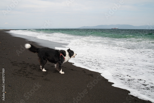 Border Collie on Windy Beach in Shizuoka, Japan