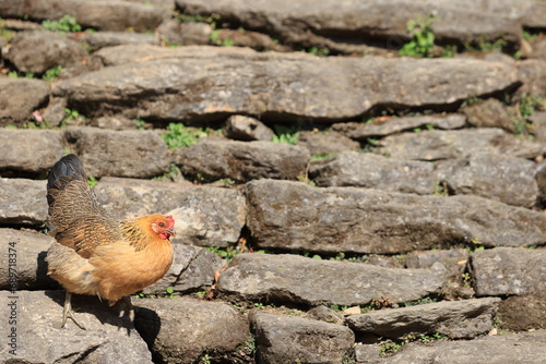 chicken walk around in the village of nepal photo