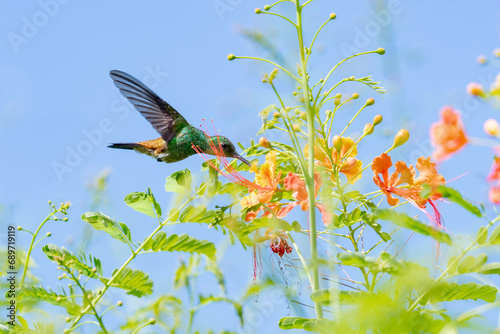 A Copper-rumped hummingbird, amazilia tobaci, pollinating flowers in the blue sky on a sunny day