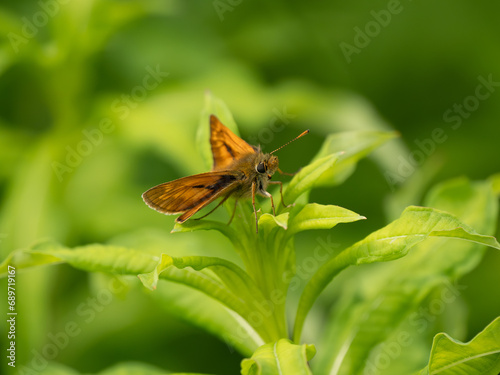 Large Skipper Butterfly. Wings Open.