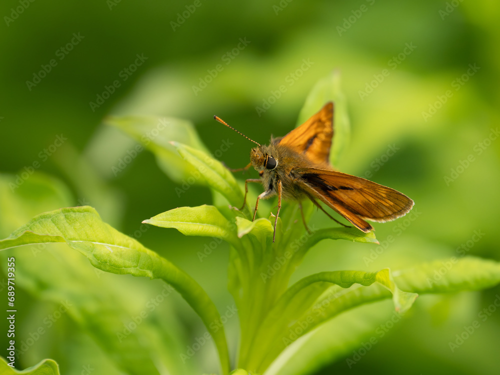 Large Skipper Butterfly. Wings Open. Large Skipper Butterfly. Wings Open.