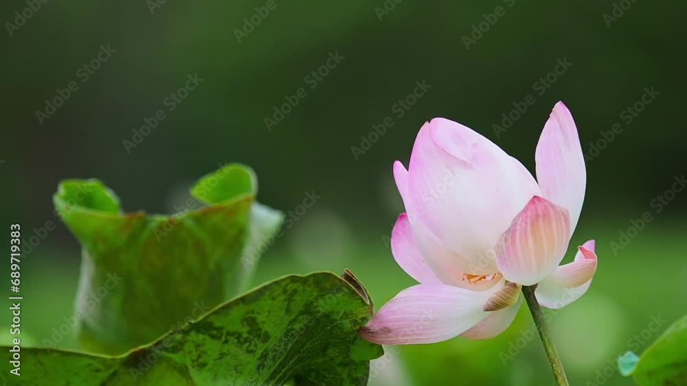 beautiful pink lotus flower on the pond beautiful pink lotus flower on the pond