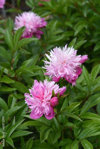 Peony Rosea Plena flowers