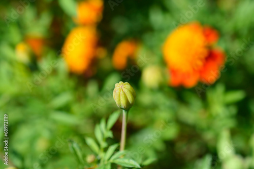 French marigold flower bud