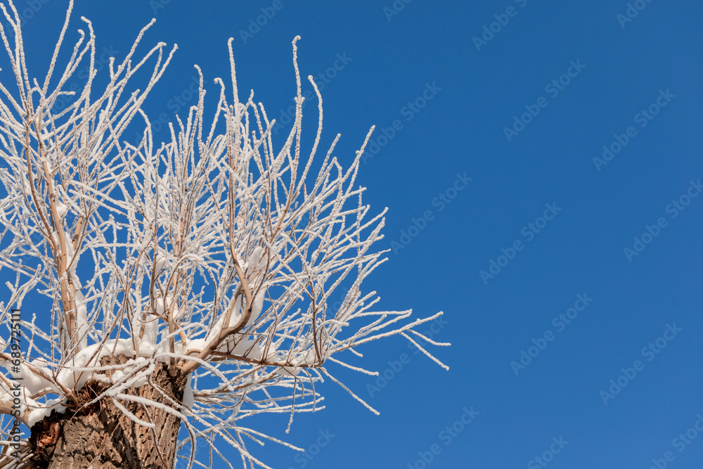 Poplar tree with branches covered by snow on blue sky in sunny winter day. Bottom view. Copy space. Poplar tree with branches covered by snow on blue sky in sunny winter day. Bottom view. Copy space.