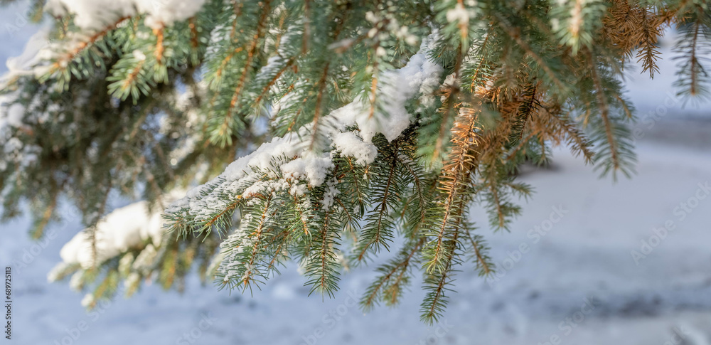 Branches of large blue spruce tree with snow on them on snowy background. Banner. Selective focus.