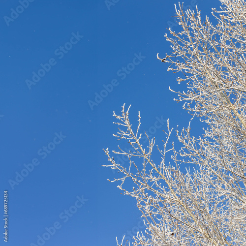 Winter or Christmas card template with snowy poplar tree branches on blue sky background. Copy space