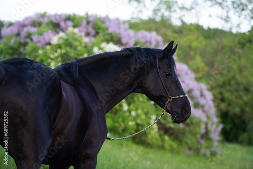 portrait of beautiful black stallion posing nearly blossom lilac bush. cloudy evening