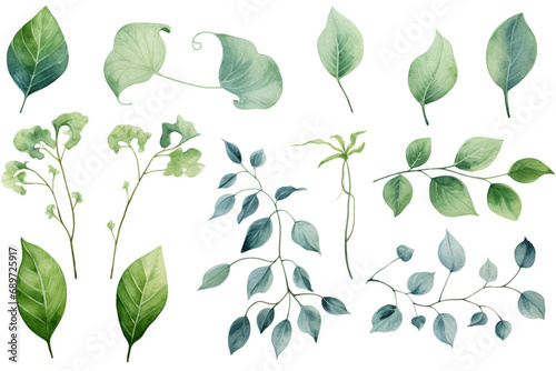Watercolor painting Cissus symbols on a white background. 