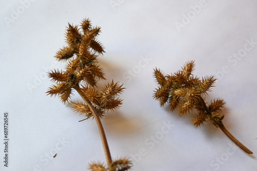Dry Xanthium strumarium on white background. Its other names rough cocklebur, clotbur, common cocklebur, large cocklebur and woolgarie bur. This plant fruits has many medicinal properties.
 photo