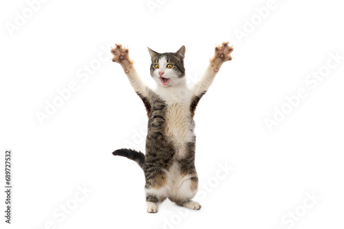 фотографія surprised cat stands on its hind legs with open mouth