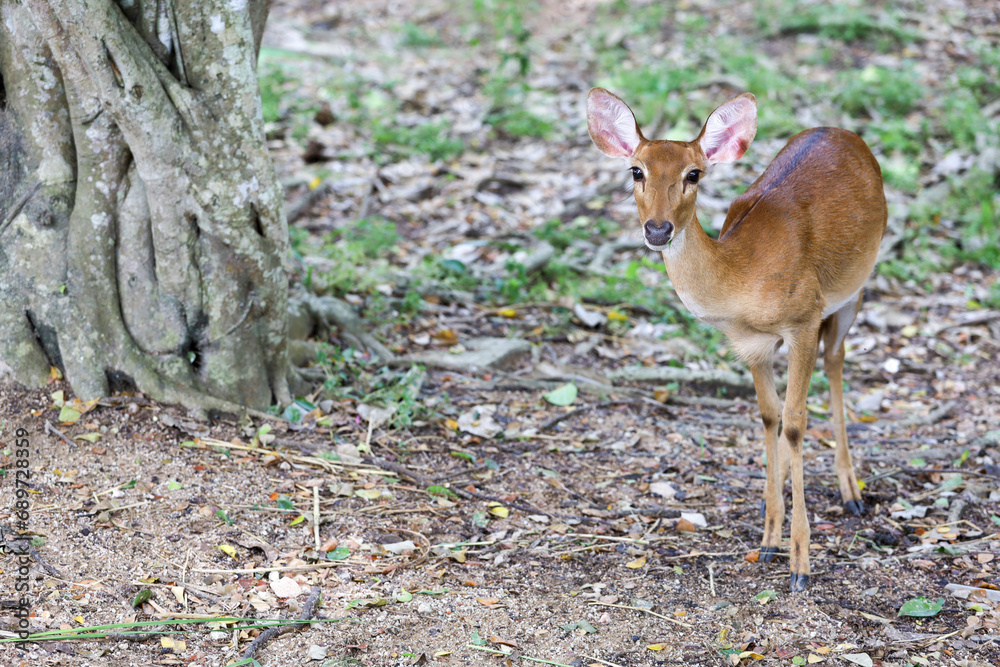 The female deer in garden at thailand