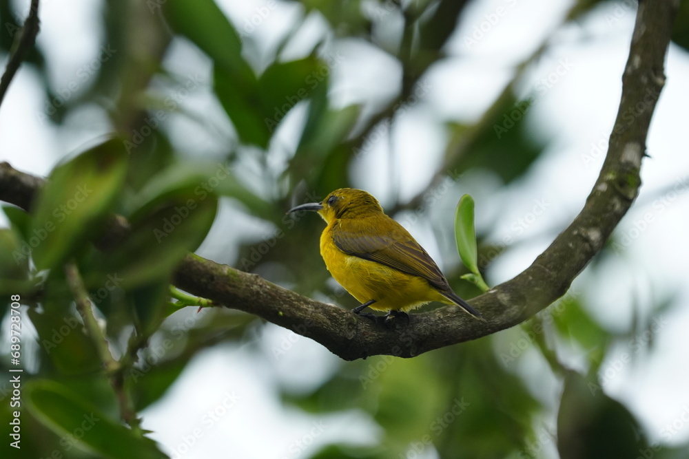 Fototapeta premium The female Olive-backed Sunbird, scientifically known as Cinnyris jugularis, is a small passerine bird found in parts of Asia, particularly in tropical and subtropical regions. |黄腹花蜜鸟