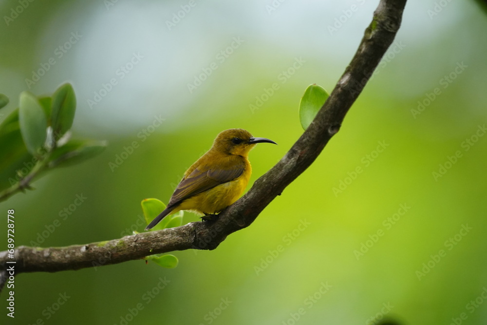 The female Olive-backed Sunbird, scientifically known as Cinnyris jugularis, is a small passerine bird found in parts of Asia, particularly in tropical and subtropical regions. |黄腹花蜜鸟 The female Olive-backed Sunbird, scientifically known as Cinnyris jugularis, is a small passerine bird found in parts of Asia, particularly in tropical and subtropical regions. |黄腹花蜜鸟