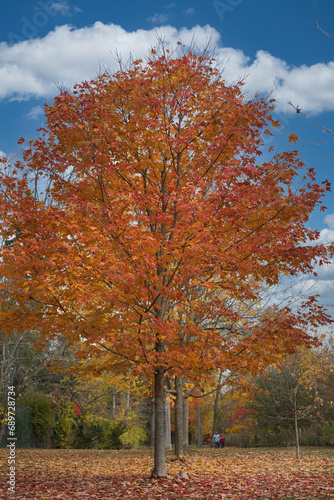 golden maple tree © dslr-user61