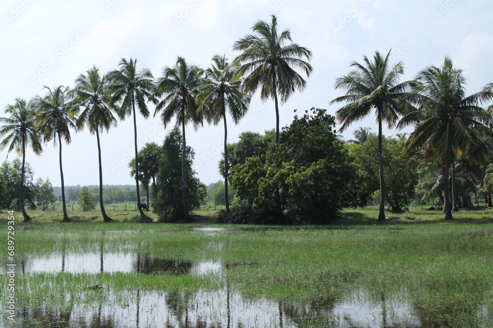 Obraz premium Capture the essence of nature's bounty through enchanting photographs of a serene farmstead, a lush palm tree garden, and a pristine water source.