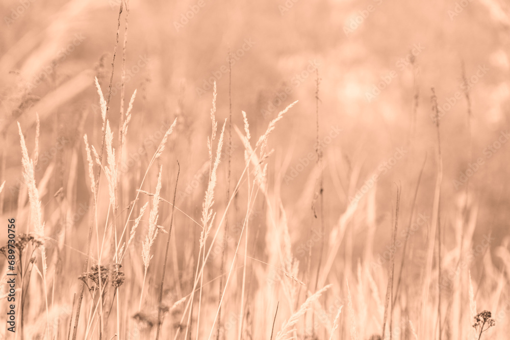 Fototapeta premium The backdrop of an autumn meadow reveals dry grass and tansy flowers, creating a captivating scene toned in trendy Peach Fuzz color of Year 2024