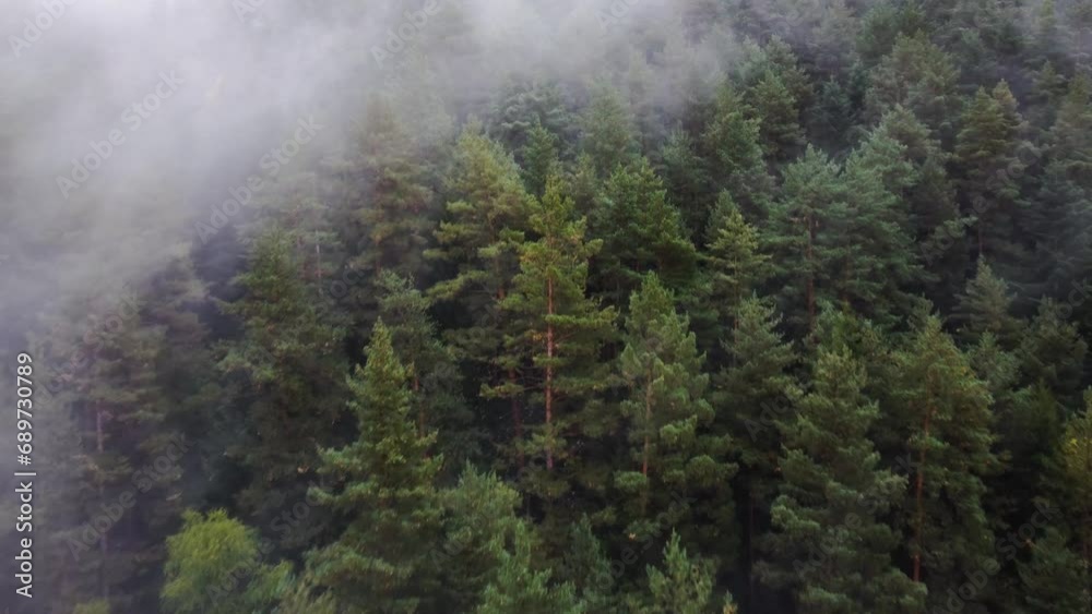 flying over the forest in the mountains with floating fog
