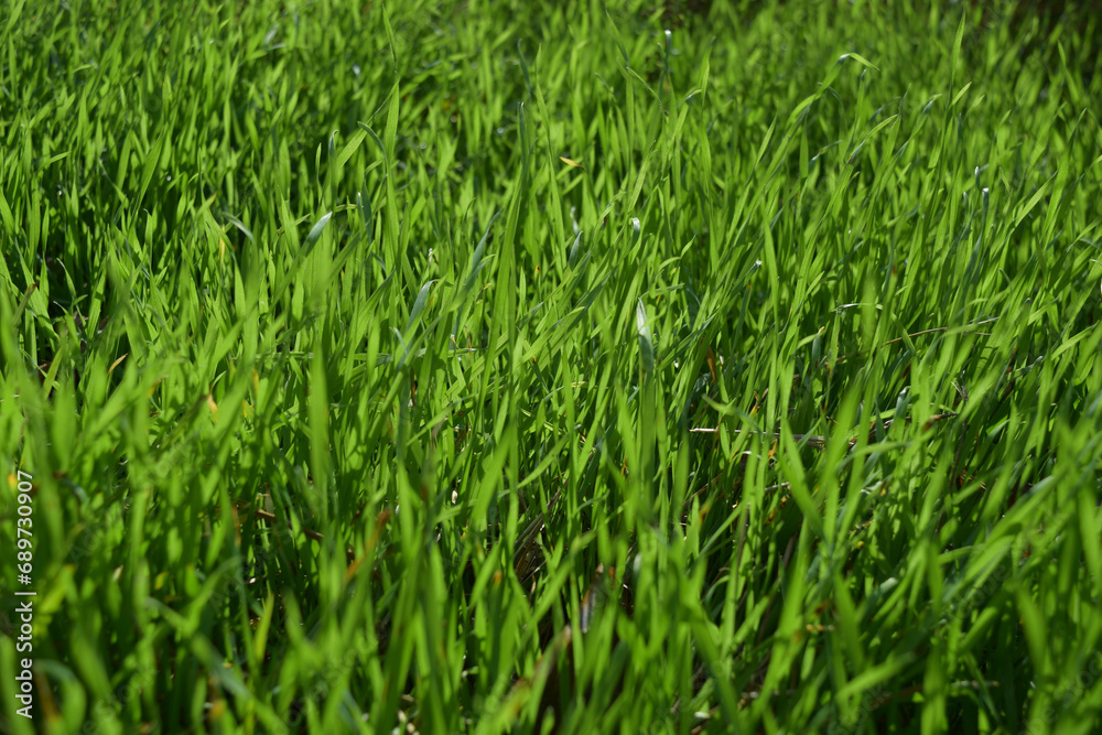 Green grass background image Green grass background image