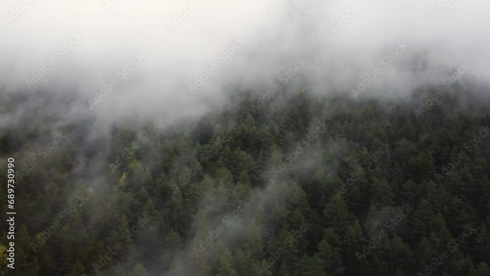 flying over the forest in the mountains with floating fog flying over the forest in the mountains with floating fog