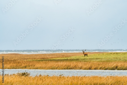 Red deer standing in high grass on a small island surrounded by the baltic sea at Pramort